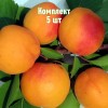 Комплект 5шт / Абрикос Буревестник: фото и описание
