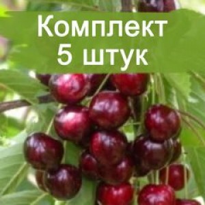 Комплект 5шт / Черешня Одринка