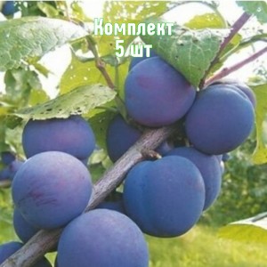 Комплект 5шт / Слива Кромань