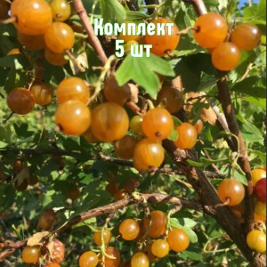 Комплект 5шт / Смородина золотистая Ляйсан