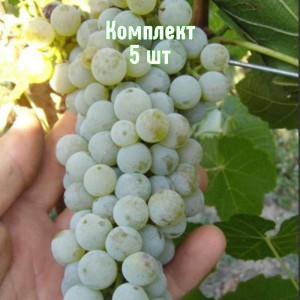 Комплект 5шт / Виноград Грушевский белый