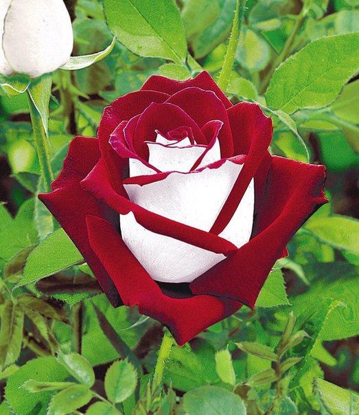 Заказать саженец чайно-гибридной розы Осирия в Воронеже по цене 400 ₽ с доставкой почтой России
