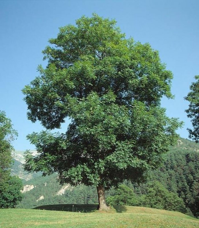 Ясень где. Ясень обыкновенный Fraxinus Excelsior. Ясень пенсильванский дерево. Ясень зеленый Fraxinus lanceolata. Fraxinus Excelsior дерево.